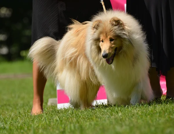 Schöne Collie Hund Portrait — Stockfoto