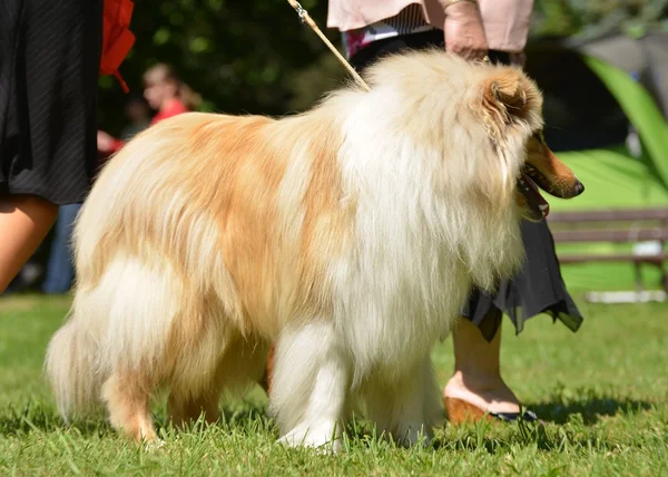 Portrét krásné kolie pes — Stock fotografie