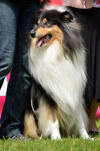 Όμορφη ποιμενικού σκύλου σκύλο πορτρέτο — Φωτογραφία Αρχείου