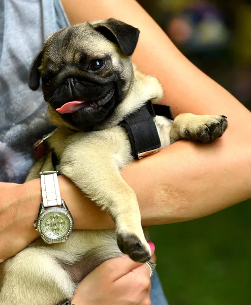 Pug bonito — Fotografia de Stock