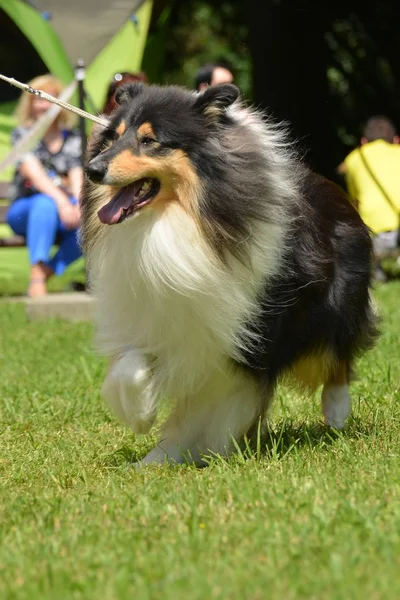 Vacker collie hund porträtt — Stockfoto