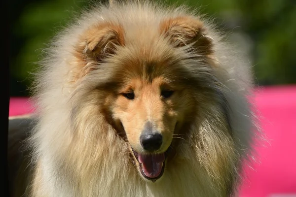 Vacker collie hund porträtt — Stockfoto