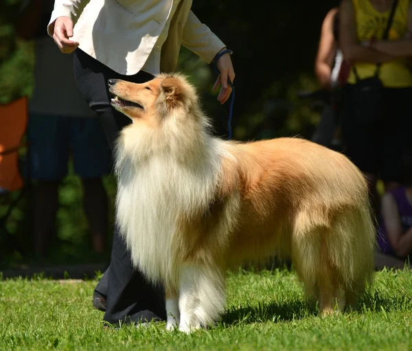 Güzel collie köpek portre — Stok fotoğraf