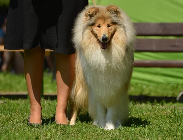Güzel collie köpek portre — Stok fotoğraf