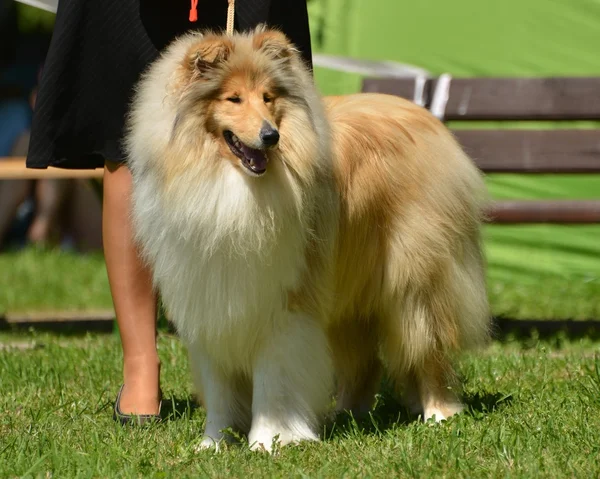 Retrato bonito cão Collie — Fotografia de Stock