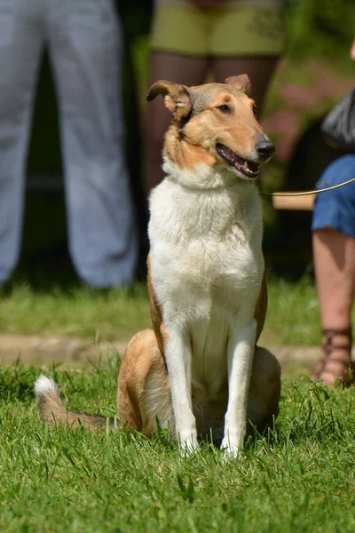 Vacker hund — Stockfoto