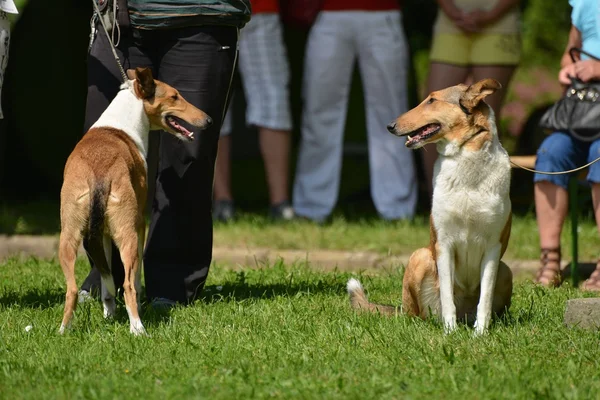 Vacker hund — Stockfoto