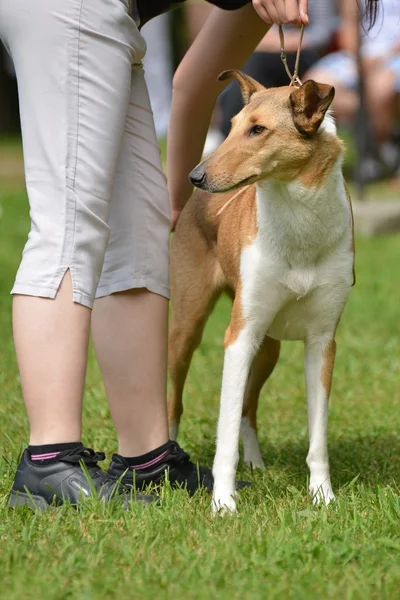 Schöner Hund — Stockfoto