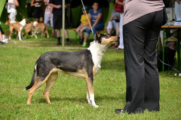 Schöner Hund — Stockfoto