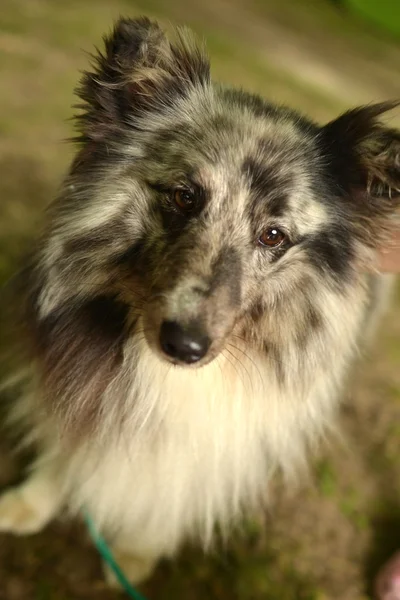 Retrato bonito cão Collie — Fotografia de Stock