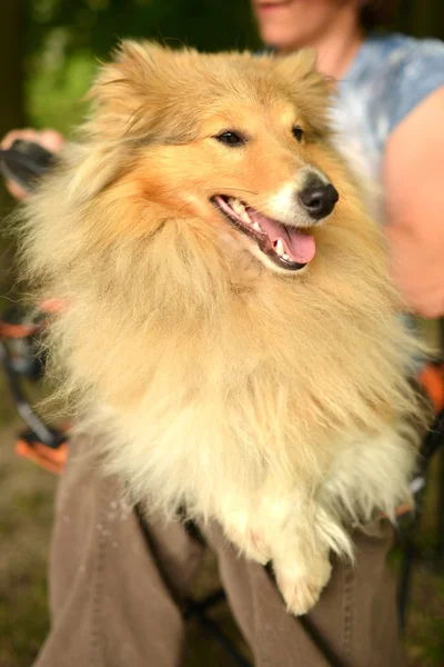 Retrato bonito cão Collie — Fotografia de Stock