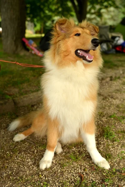 Гарний портрет собаки Коллі — стокове фото
