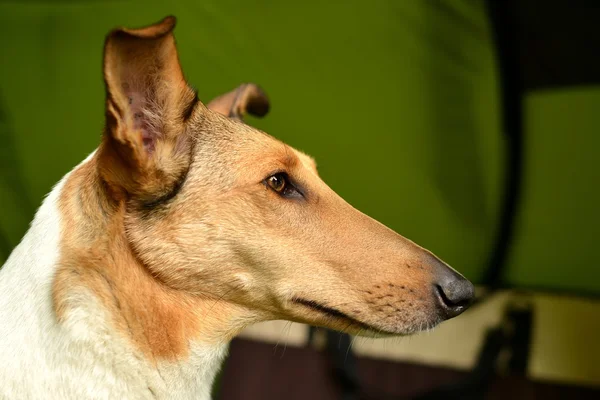 Bellissimo ritratto di cane Collie — Foto Stock