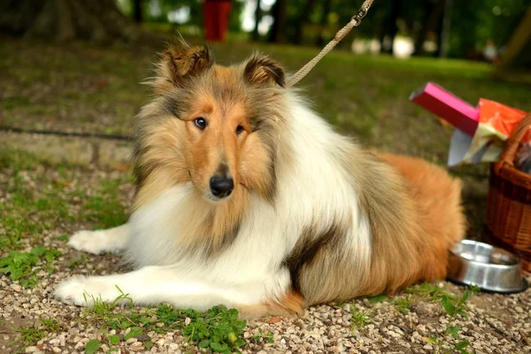 Retrato bonito cão Collie — Fotografia de Stock