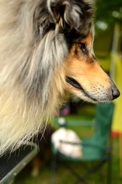 Retrato bonito cão Collie — Fotografia de Stock