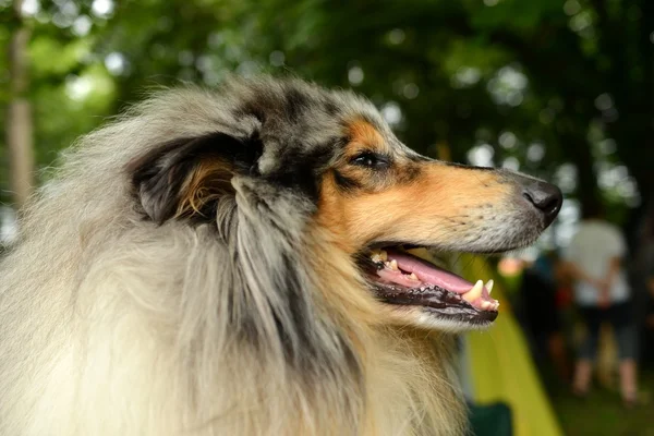 Güzel collie köpek portre — Stok fotoğraf