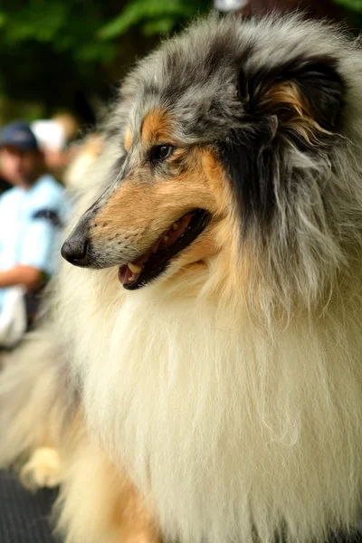 Piękne collie pies portret — Zdjęcie stockowe