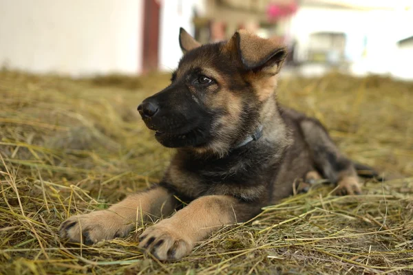 Junger Hund — Stockfoto