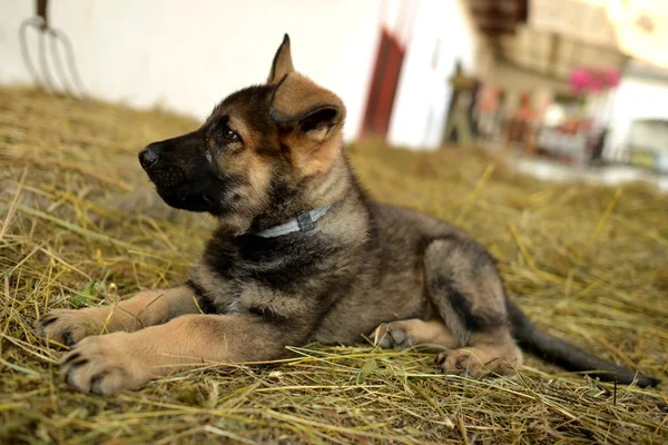 Cão jovem — Fotografia de Stock