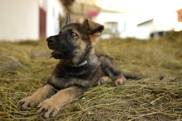 Joven perro — Foto de Stock