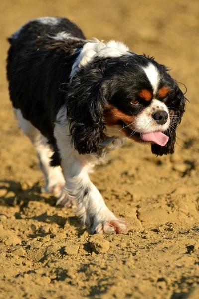 Cão jovem — Fotografia de Stock