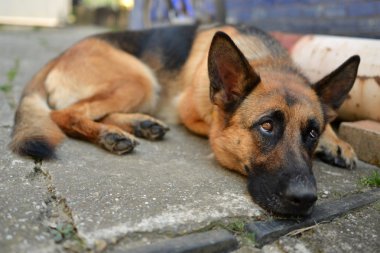 üzgün yalnız köpeği, Alman çoban köpeği asfalt üzerinde yatıyor.