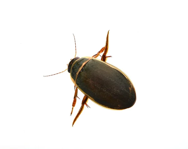 Le grand coléoptère plongeur (Dytiscus marginalis) isolé sur fond blanc . — Photo