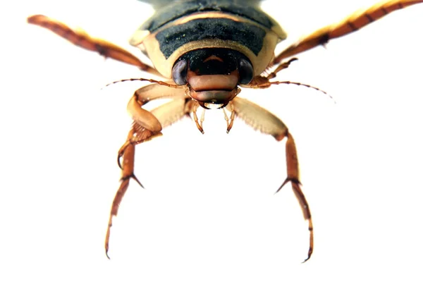 Большой дайвинг жук (Dytiscus marginalis) изолирован на белом фоне . — стоковое фото