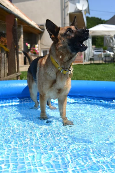 German shepard standing in the pool — Stock Photo, Image