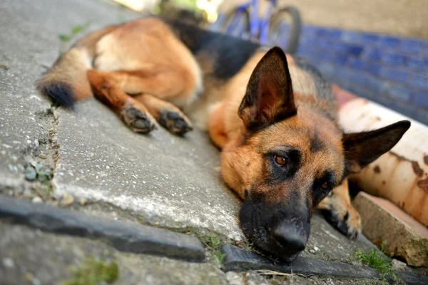 The sad lonely dog, German shepherd lies on asphalt — Stock Photo, Image