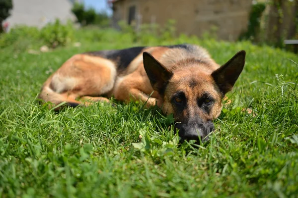 Schäferhund liegt auf Gras in der Nähe seiner Heimat — Stockfoto
