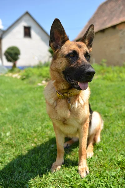 Deutscher Schäferhund sitzt auf Gras in der Nähe seiner Heimat — Stockfoto