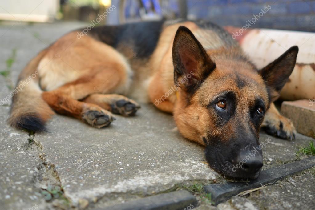 Sad german store shepherd