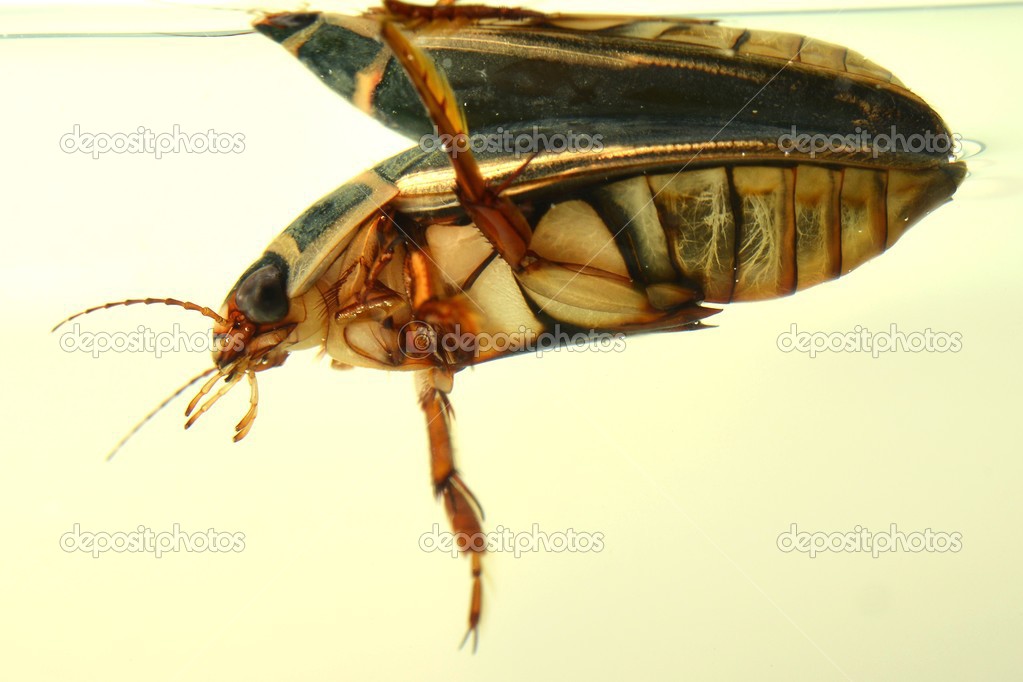 Detailed underwater photo of adult water bug great diving beetle