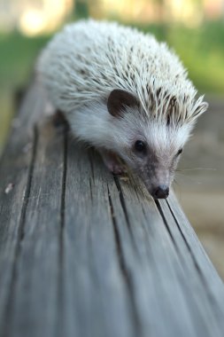 Kirpi