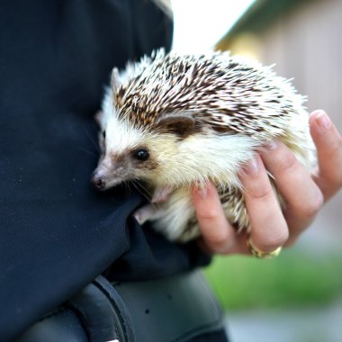 insan elinde küçük kirpi