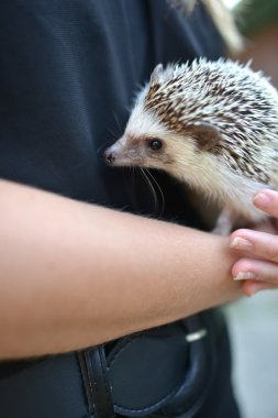 insan elinde küçük kirpi