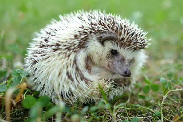 Hedgehog in the grass — Stock Photo, Image