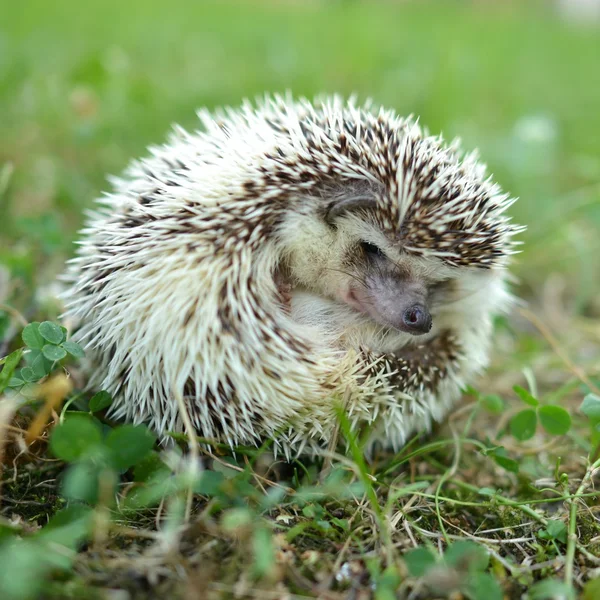 Hedgehog in the grass — Stock Photo, Image