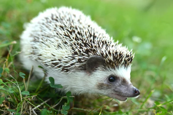 Hedgehog in the grass — Stock Photo, Image