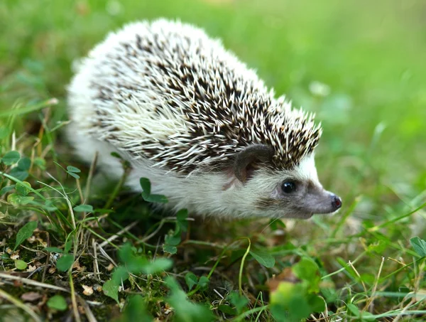 Hedgehog in the grass — Stock Photo, Image