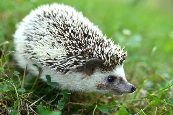 Hedgehog in the grass — Stock Photo, Image