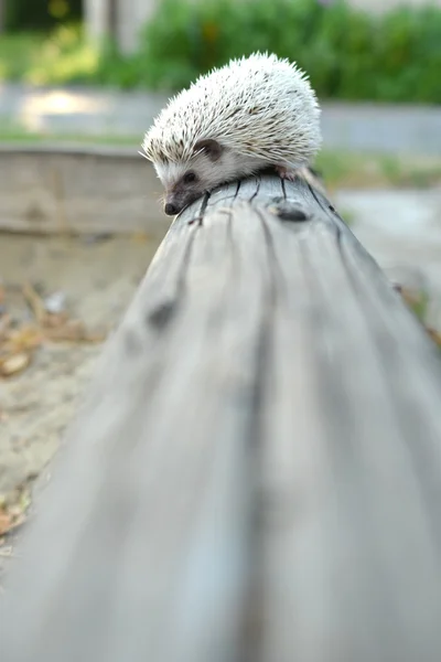 Hedgehog — Stock Photo, Image