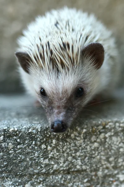 Hedgehog — Stock Photo, Image