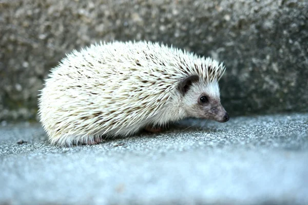 Hedgehog — Stock Photo, Image