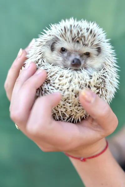 Little hedgehog in human hands — Stock Photo, Image