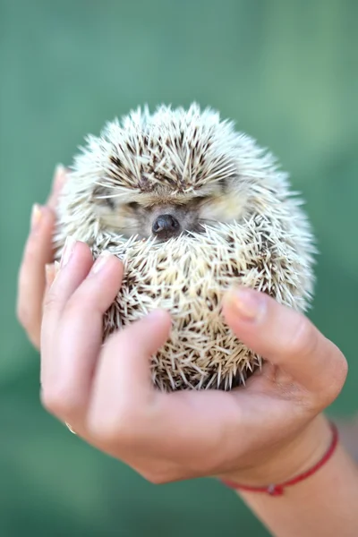 Little hedgehog in human hands — Stock Photo, Image