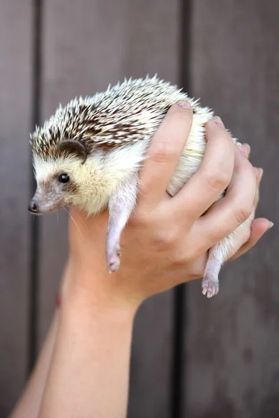 Little hedgehog in human hands — Stock Photo, Image