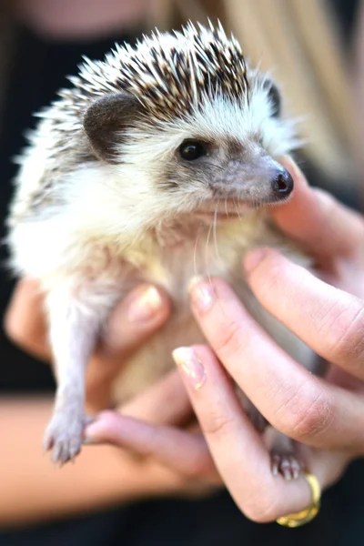 Little hedgehog in human hands — Stock Photo, Image