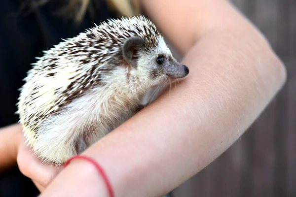 Little hedgehog in human hands — Stock Photo, Image